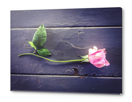 pink rose with wood table background Acrylic prints by Timmy333