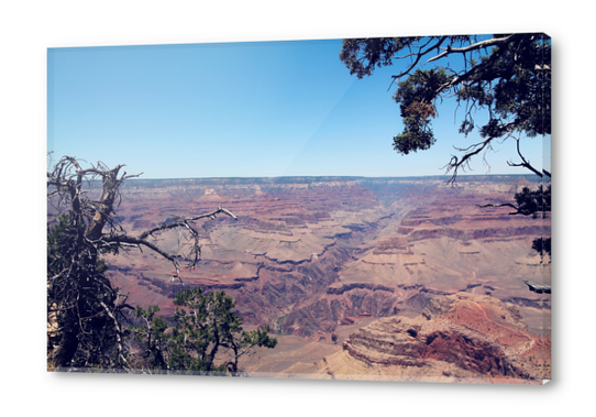 desert at Grand Canyon national park, USA in summer Acrylic prints by Timmy333