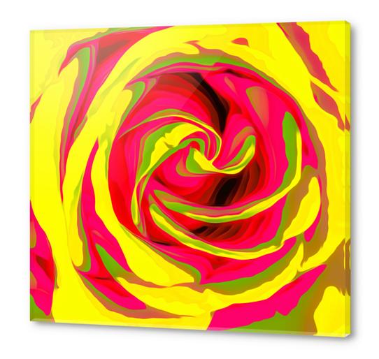 red and yellow rose abstract background Acrylic prints by Timmy333