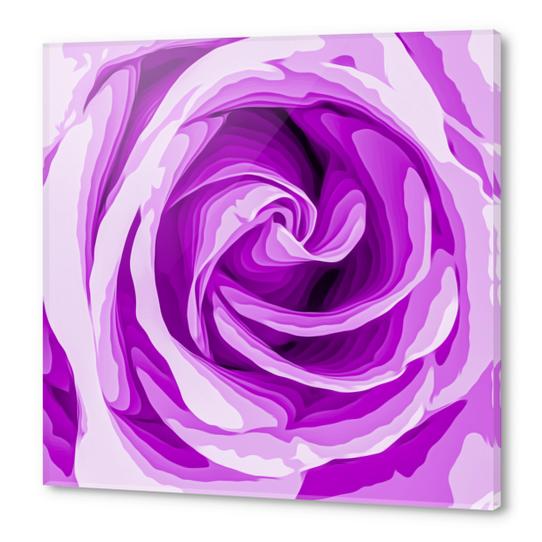 closeup purple rose texture background Acrylic prints by Timmy333