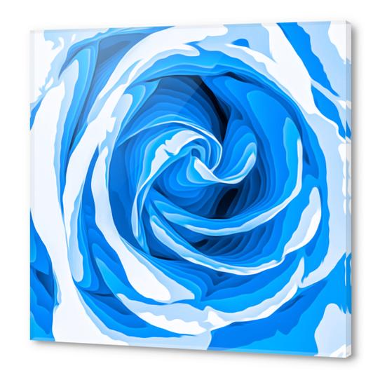 closeup blue rose texture abstract background Acrylic prints by Timmy333