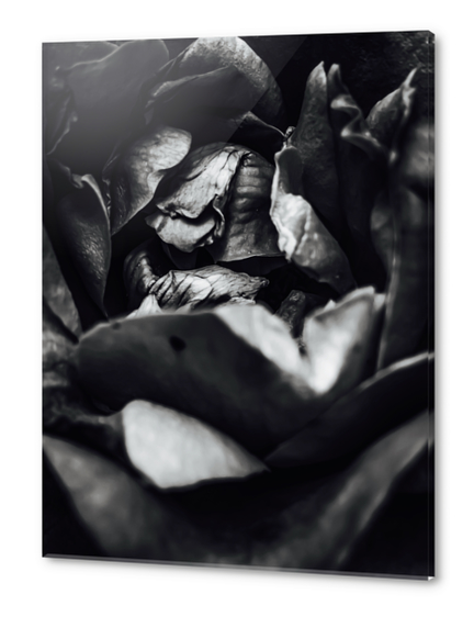 rose texture abstract in black and white Acrylic prints by Timmy333