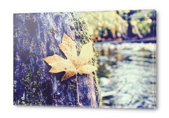 maple leaf on the tree with river and forest background Acrylic prints by Timmy333