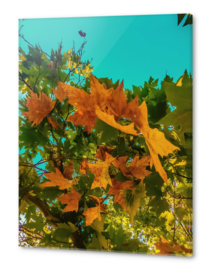 Maple tree branch with orange and green autumn leaves and blue sky Acrylic prints by Timmy333