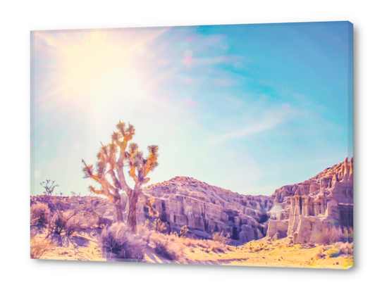 cactus at the desert in summer with strong sunlight Acrylic prints by Timmy333