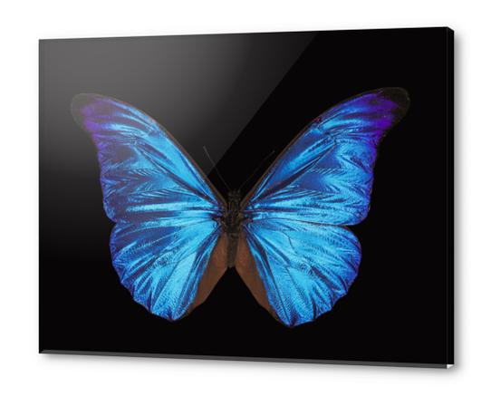 Papillon Morpho Rethenor  Acrylic prints by Mermet