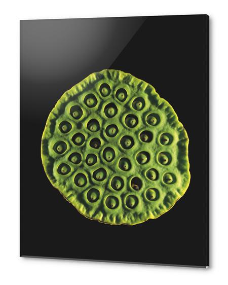 Nelumbo Acrylic prints by Mermet