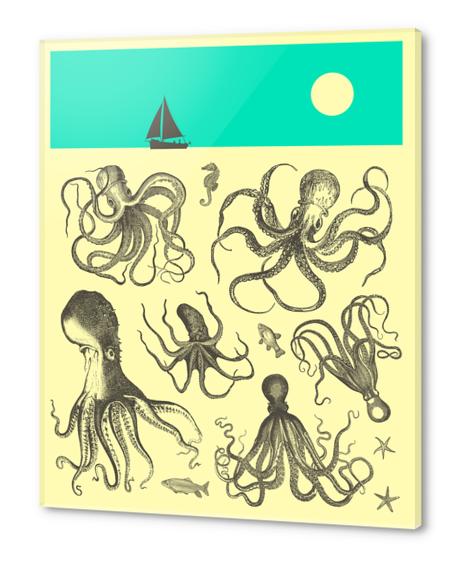 OCTOPODES Acrylic prints by Jazzberry Blue