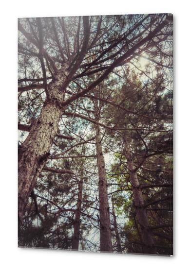 The Pinewood Acrylic prints by Salvatore Russolillo