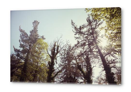 Trees Acrylic prints by Salvatore Russolillo