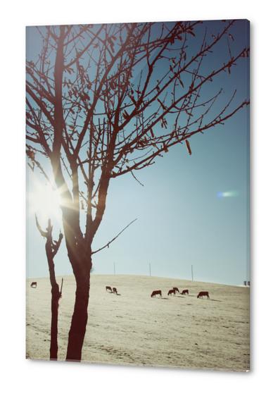 Tree and Cows Acrylic prints by Salvatore Russolillo