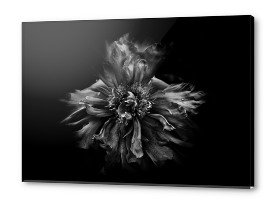 Backyard Flowers In Black And White No 49 Acrylic prints by The Learning Curve Photography