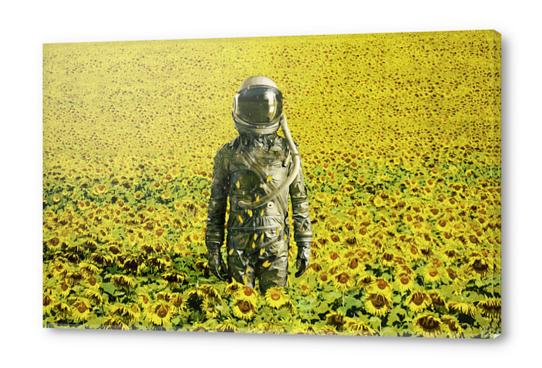 Stranded in the sunflower field Acrylic prints by Seamless