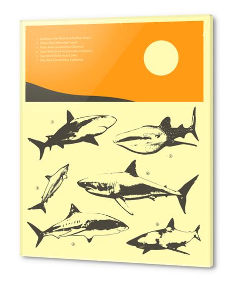 SHARKS Acrylic prints by Jazzberry Blue