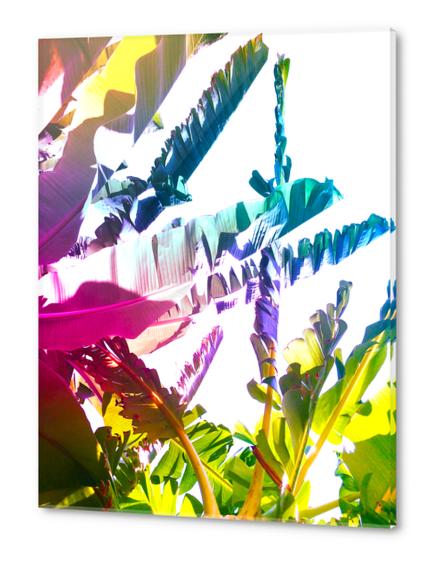 Summer bananas 1 Acrylic prints by fokafoka