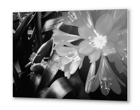 Closeup blooming Clivia flowers in black and white Metal prints by Timmy333