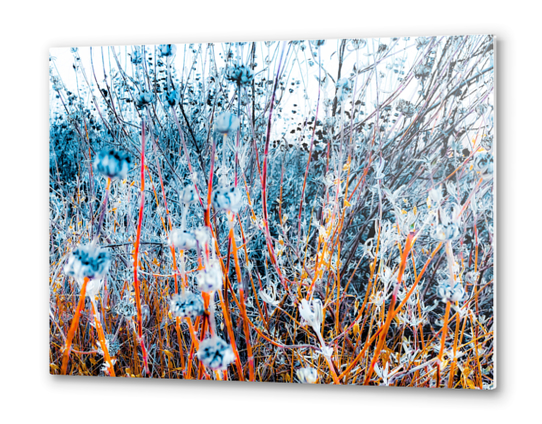 blooming dry wildflowers with dry grass field background Metal prints by Timmy333