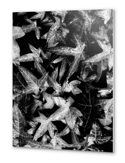 ivy leaves texture background in black and white Metal prints by Timmy333