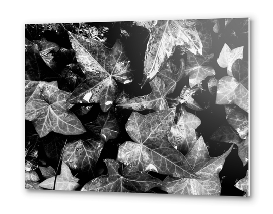 closeup ivy leaves garden texture background in black and white Metal prints by Timmy333