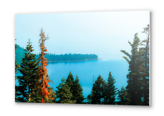 lake and pine tree at Emerald Bay state park, Lake Tahoe, California, USA Metal prints by Timmy333