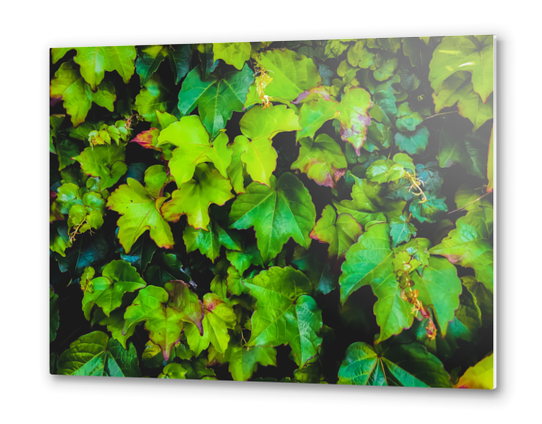 green ivy leaves texture background Metal prints by Timmy333