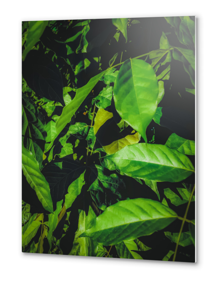 green leaves texture background Metal prints by Timmy333