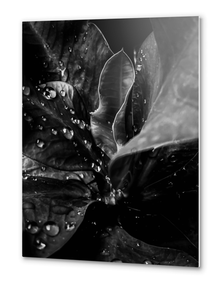 Closeup leaves texture with water drops in black and white Metal prints by Timmy333