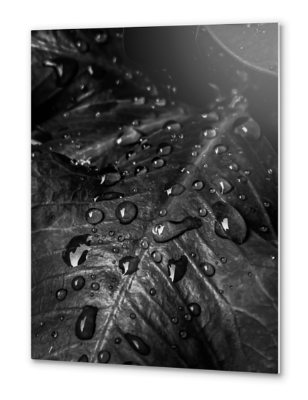 Closeup leaves with drop of water in black and white Metal prints by Timmy333