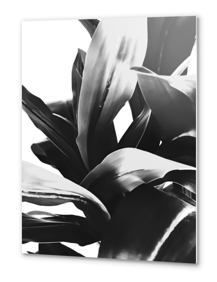 leaves texture abstract background in black and white Metal prints by Timmy333