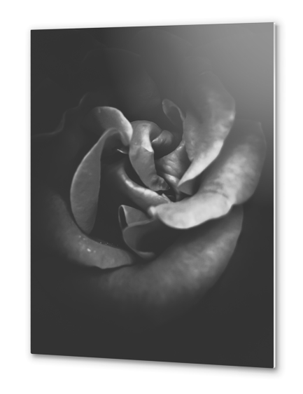 blooming rose texture abstract in black and white Metal prints by Timmy333