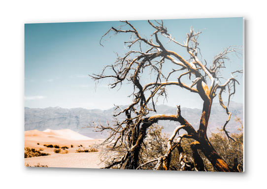 Desert landscape at Death Valley national park, California, USA Metal prints by Timmy333