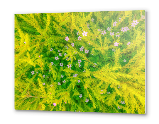 Blooming pink flowers garden with green leaves background Metal prints by Timmy333