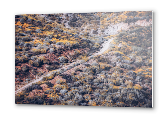 blooming yellow poppy flower field over the mountain in California, USA Metal prints by Timmy333