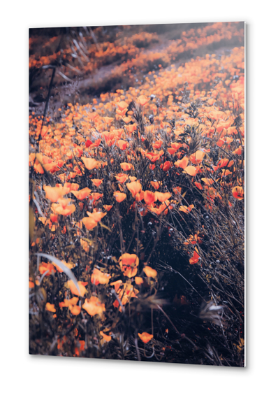 blooming yellow poppy flower field in California, USA Metal prints by Timmy333