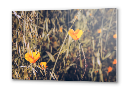 yellow poppy flowers with green leaves texture background Metal prints by Timmy333