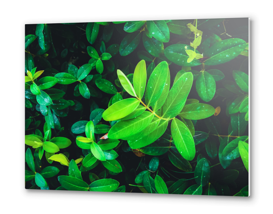 closeup fresh green leaves texture background Metal prints by Timmy333