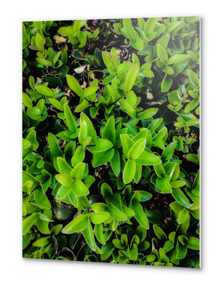 closeup green leaves garden texture abstract background Metal prints by Timmy333