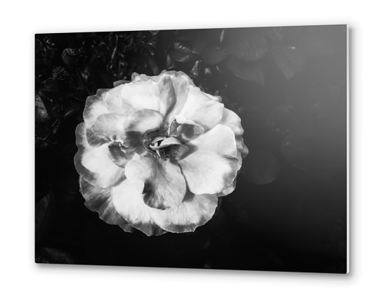 Closeup blooming rose texture background in black and white Metal prints by Timmy333