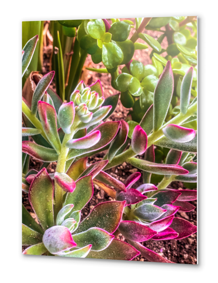 closeup green and pink succulent garden Metal prints by Timmy333