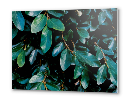 closeup green leaves plant texture background Metal prints by Timmy333