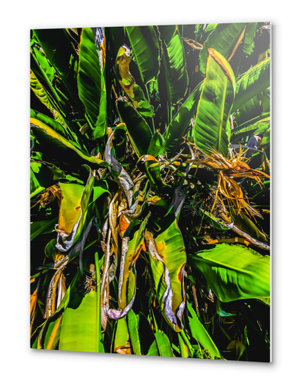 Bird of paradise plant with green leaves background Metal prints by Timmy333