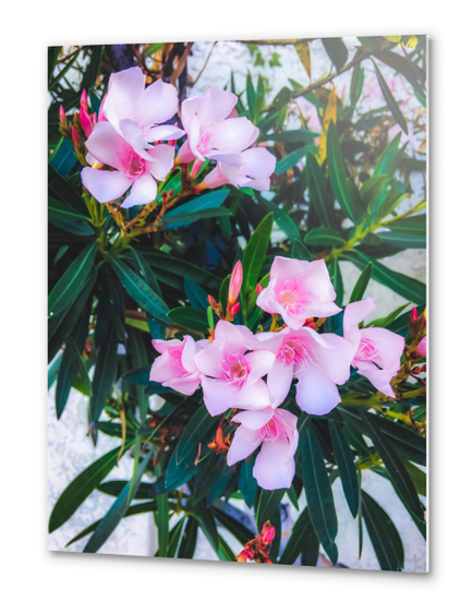 pink flowers garden with green leaves background Metal prints by Timmy333