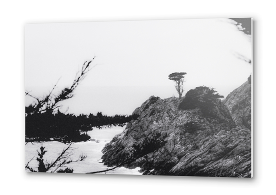 isolated tree with ocean view at Big Sur, California, USA in black and white Metal prints by Timmy333