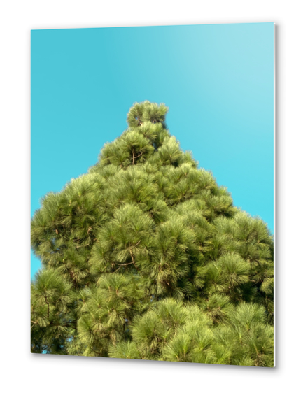 isolated green pine tree with blue sky background Metal prints by Timmy333