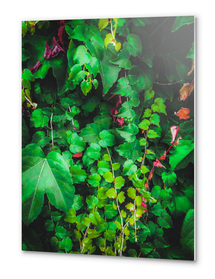 fresh green ivy leaves plant texture background Metal prints by Timmy333