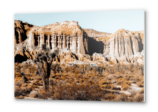 Cactus in the desert at Red Rock Canyon State Park California USA Metal prints by Timmy333