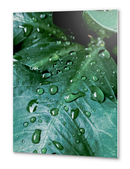 closeup green leaf texture with drop of water Metal prints by Timmy333