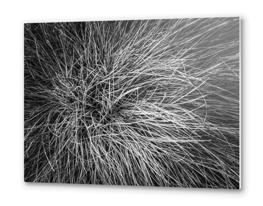 closeup grass field texture in black and white Metal prints by Timmy333