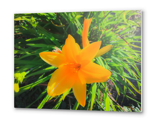 closeup yellow flower with green leaves background Metal prints by Timmy333