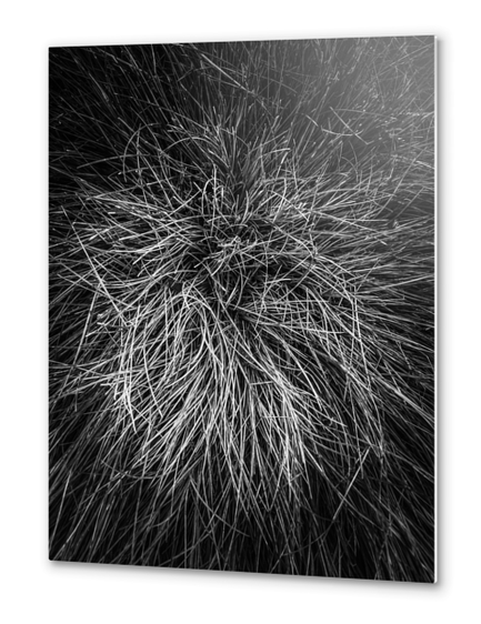 closeup grass texture in black and white Metal prints by Timmy333